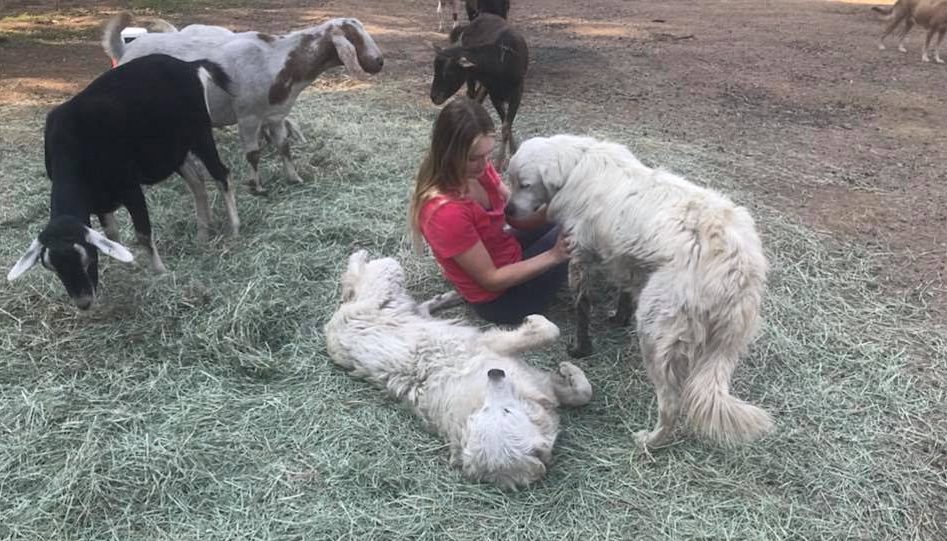 Faithful guard dog refuses to abandon his flock of goats during California fires