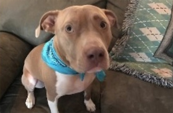 This pit bull is being credited with saving the lives of her owners