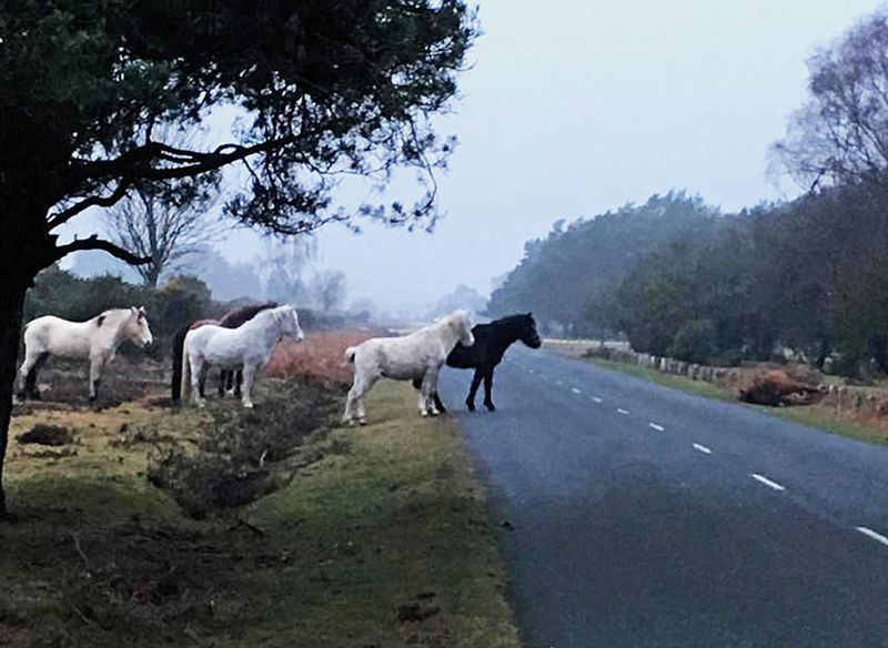 Wild ponies stood guard all night over a mare hit by speeding car