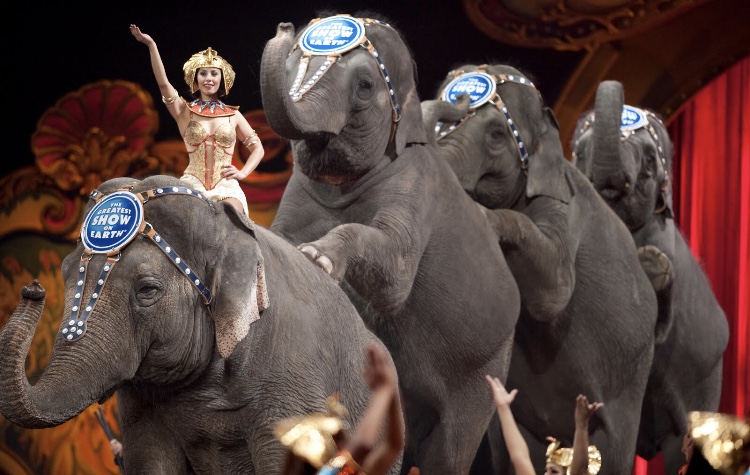 Wales to end use of wild animals in circuses