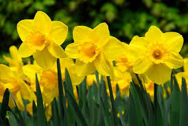 Daffodils could provide a natural cure for cancer!