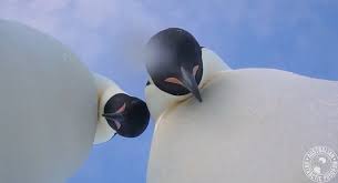 Two emperor penguins in Antarctica find a camera and film themselves!