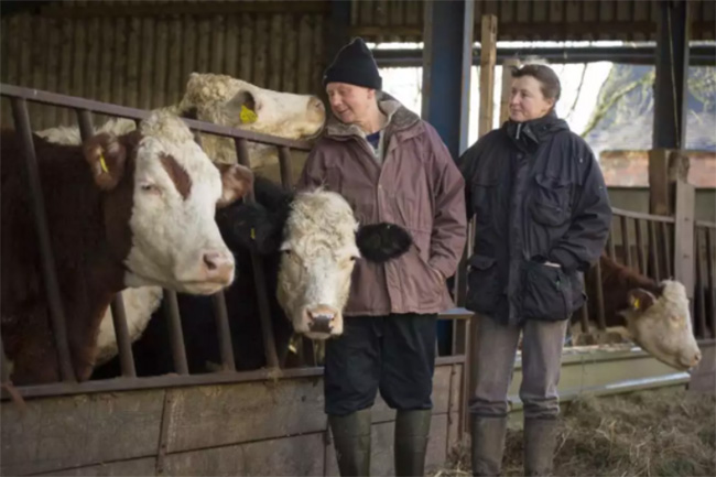 This farmer turns his farm vegan as he couldn’t bear to slaughter his cows