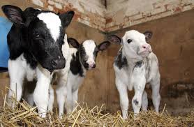 Farming groups and NGOs get together to end bull calves slaughter