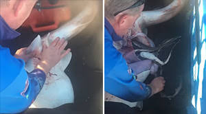 Fisherman saves 98 pups from the belly of a dead shark he caught accidentally