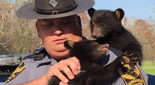 State Trooper saves two bear cubs after mother gets killed in a car crash