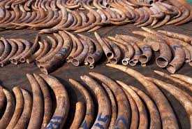 UK to introduce a law banning its ivory market