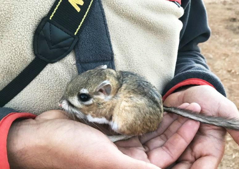 Kangaroo rats thought to be extinct reappear after 30 years