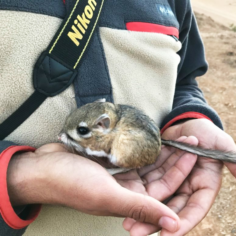Kangaroo rats thought to be extinct reappear after 30 years