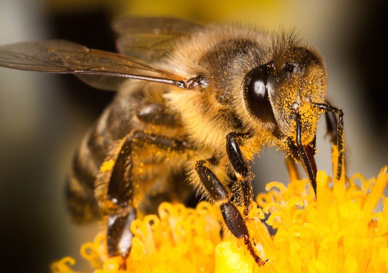 Polish startup introduces ‘Bee Saving Paper’ to save hungry bees