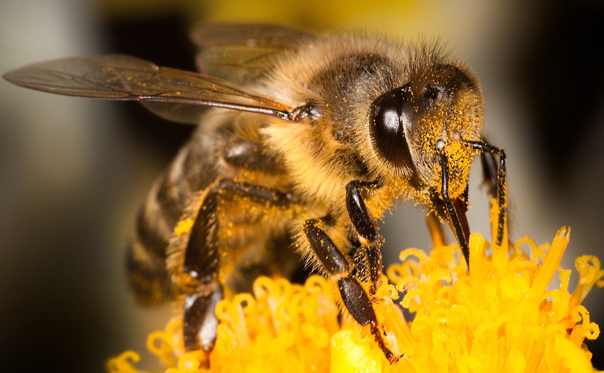 Polish startup introduces ‘Bee Saving Paper’ to save hungry bees