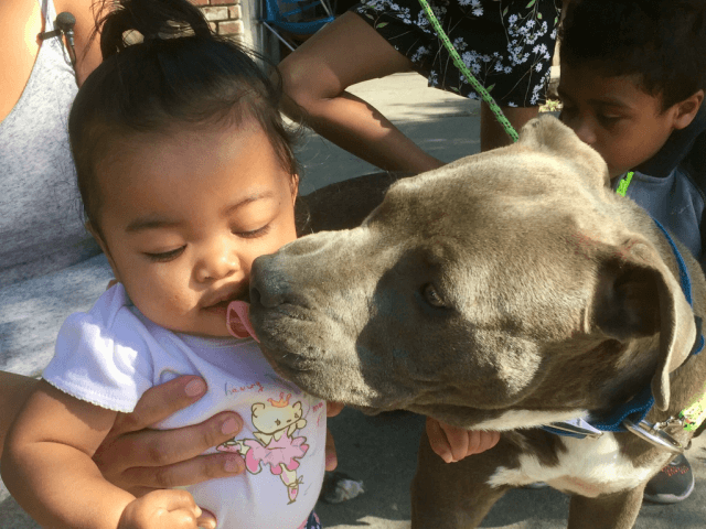 Pet pit bull saves family from fire, grabs baby by diaper and pulls her to safety