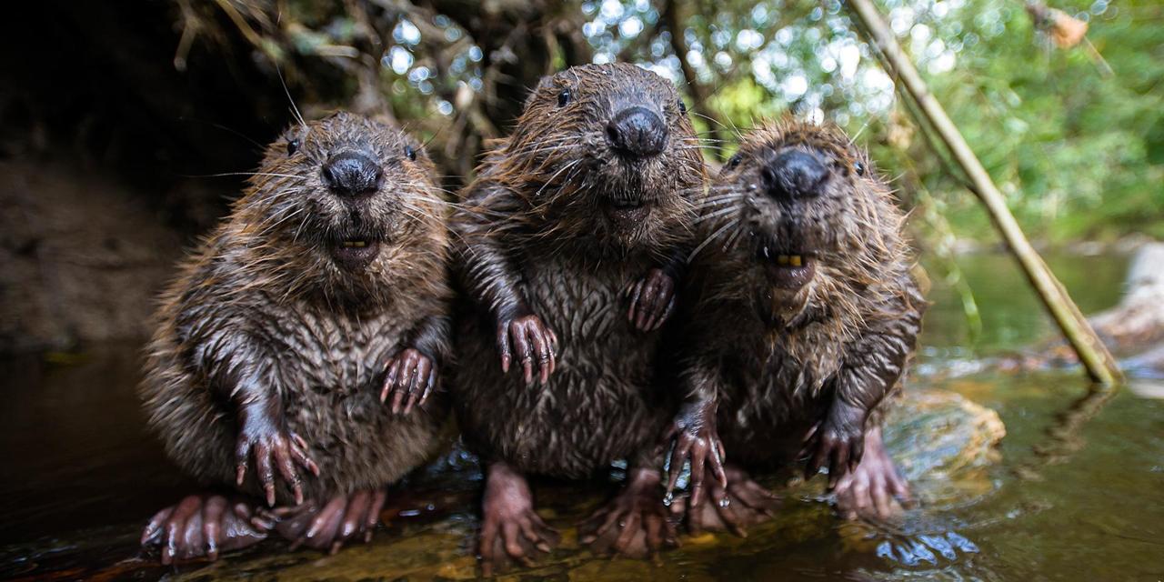 These little mammals might save an English forest from flooding