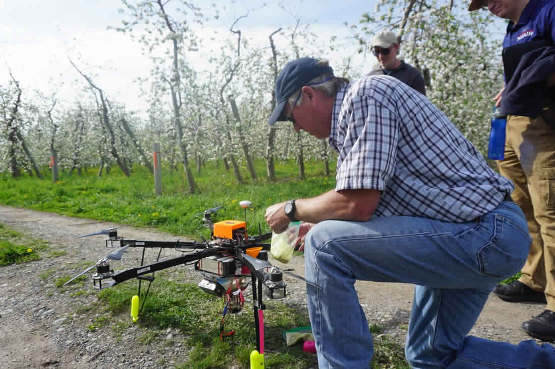 As bee populations dwindle, these aerial drones are helping farmers by pollinating crops