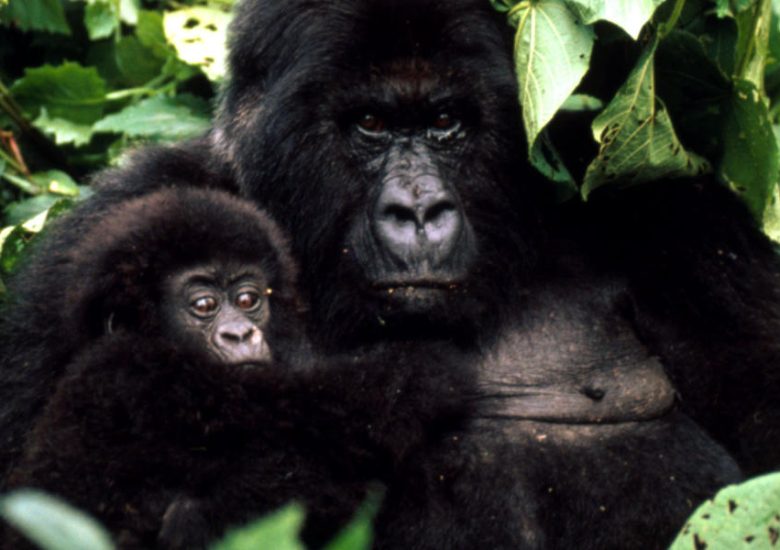 Mountain gorilla numbers are on the rise, despite threats from poaching and habitat destruction