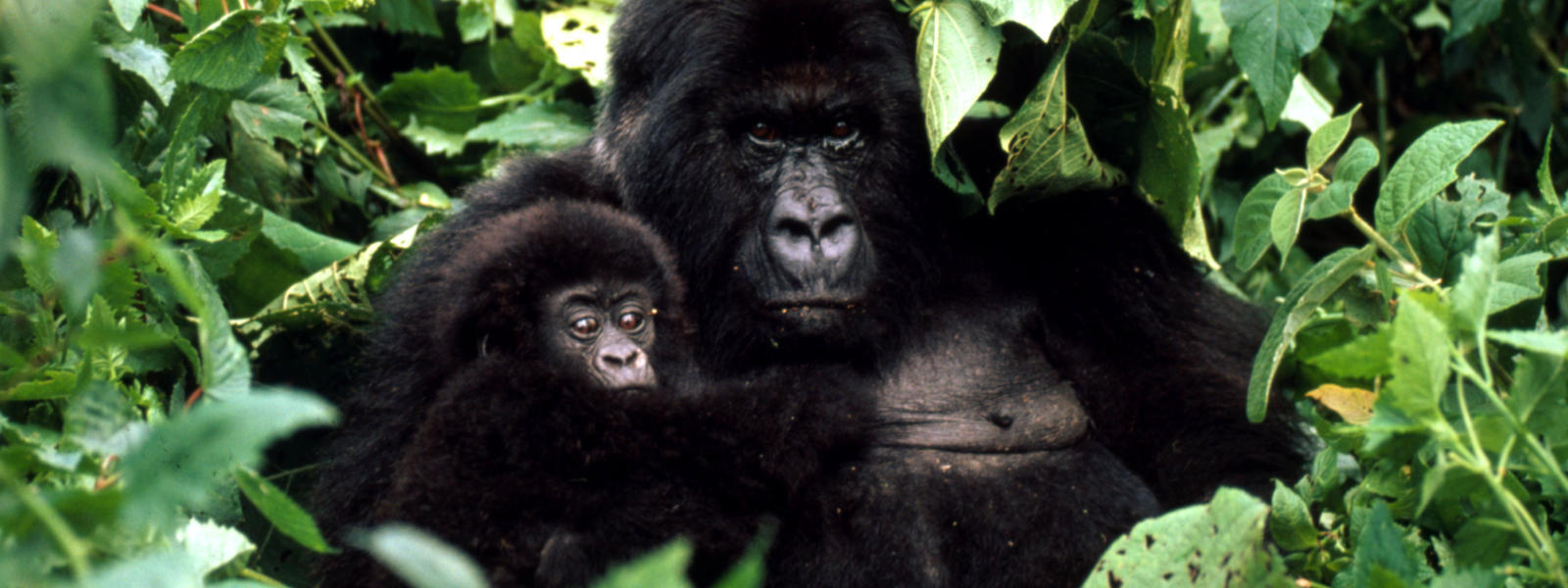 Mountain gorilla numbers are on the rise, despite threats from poaching and habitat destruction