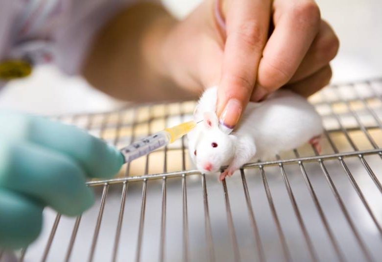 Animal testing could soon be a thing of the past, thanks to this computer program