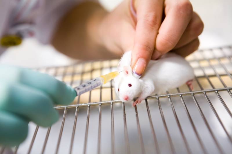Animal testing could soon be a thing of the past, thanks to this computer program