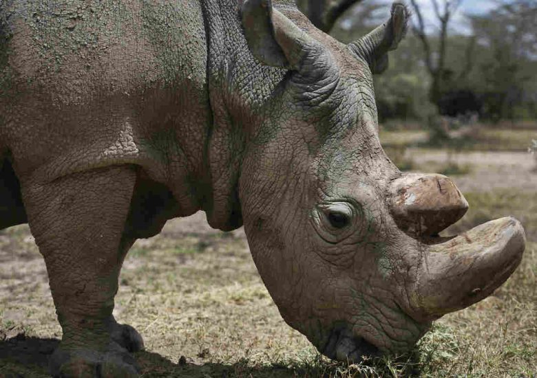 World’s first test-tube rhino embryos give hope to revive the functionally extinct species