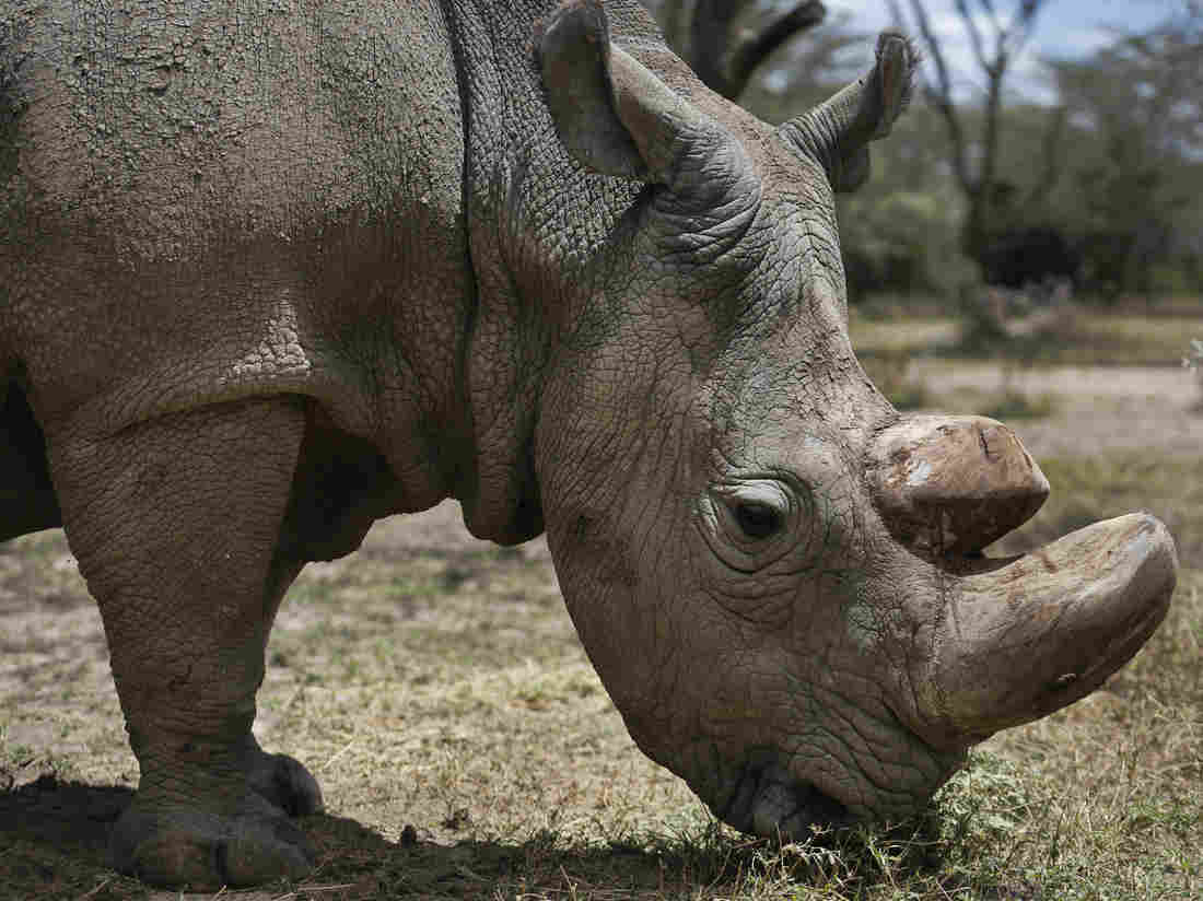 World’s first test-tube rhino embryos give hope to revive the functionally extinct species