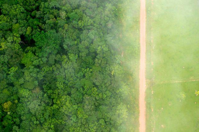 Tree cover loss in Indonesia’s primary forests dropped 60% in 2017