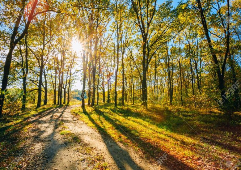 Pakistan’s future Prime Minister aims to plant 10 billion trees in 5 years