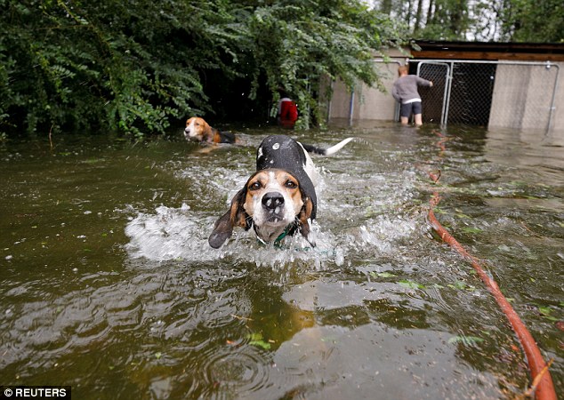Hurricane Florence volunteer’s heroic act saves six dogs from drowning