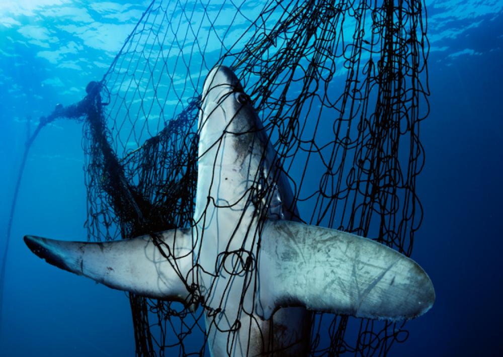California all set to say good-bye to fishing nets blamed for killing several marine animals