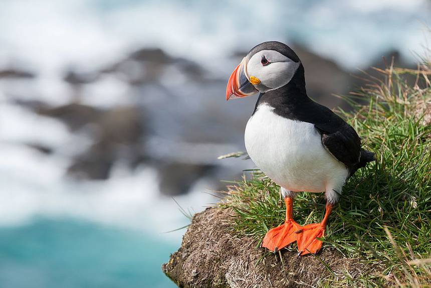 Meet the ‘Puffin Patrol’ : Out on a mission to save Iceland’s lost puffins