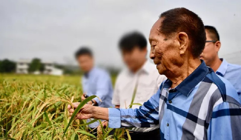 Chinese scientists growing rice using sea water, might be able to ‘feed the entire Arab world’