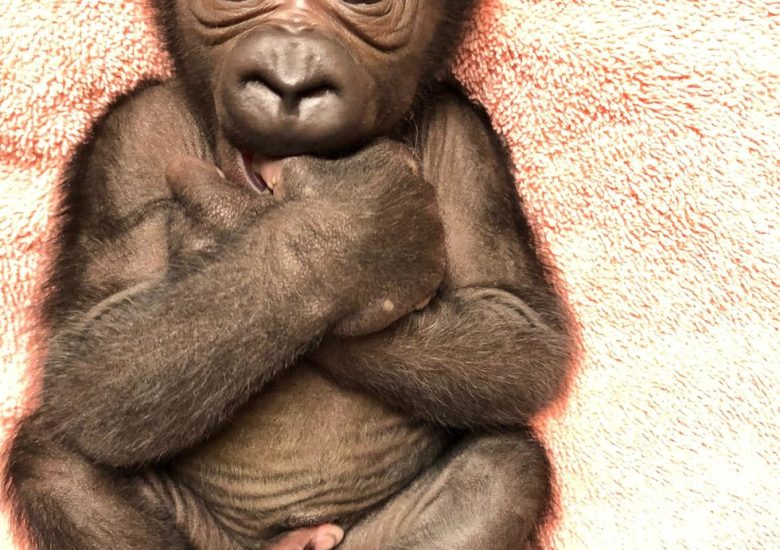 Critically endangered western lowland gorilla born in Florida zoo