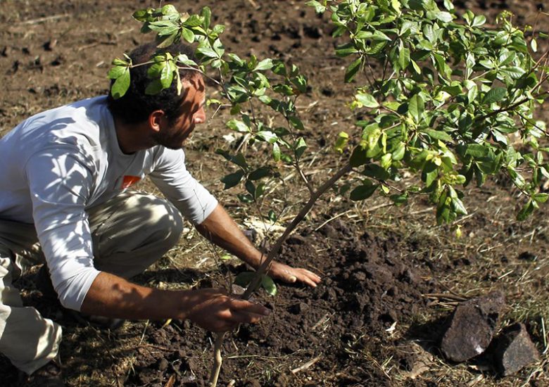 Puerto Rico planting 750,000 new trees to protect itself from future natural disasters