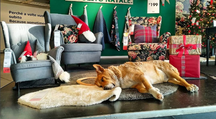 An IKEA store in Italy is letting in stray dogs during cold winter months