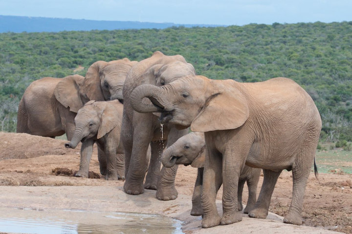 Why are elephants increasingly being born tuskless?
