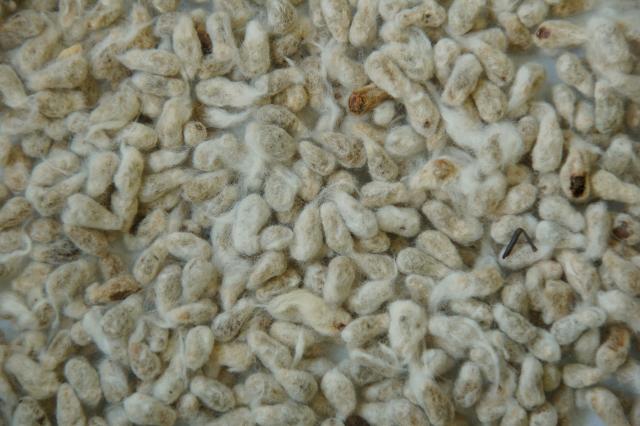 This scientist just made cottonseed edible, and this could help feed millions of people