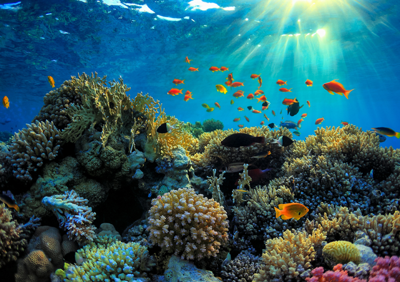 An undersea robot that is helping restore Great Barrier Reef by seeding damaged parts with thousands of baby corals