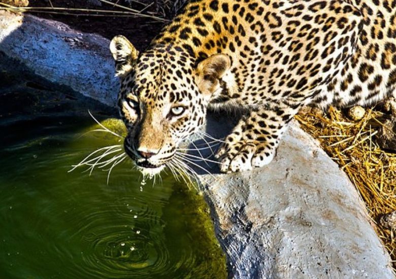 Leopards kept coming to this village in search of water, so the farmers actually built water tanks for them in the forest