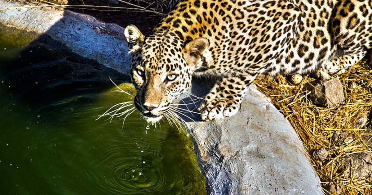 Leopards kept coming to this village in search of water, so the farmers actually built water tanks for them in the forest