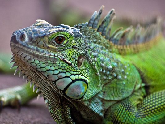 Iguanas reintroduced to Galapagos Island after almost 200 years