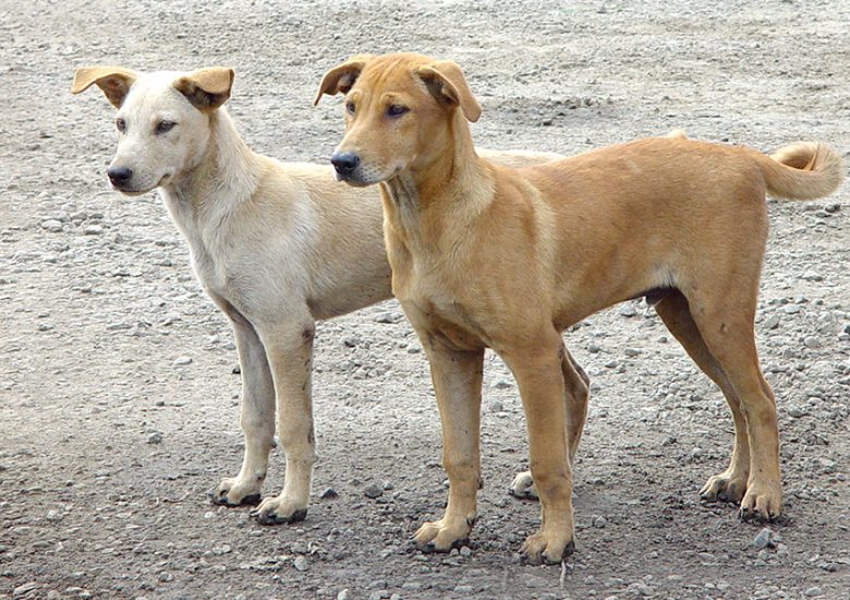 How Chennai residents befriended strays and turned them into guardians of their locality