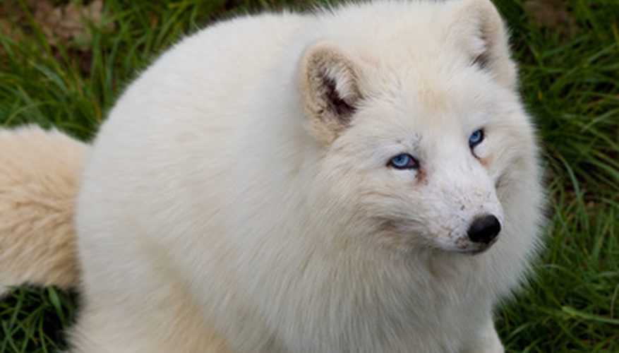 Over 170 white foxes rescued from a Chinese fur farm, find new home at a Buddhist monastery