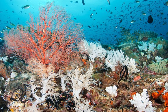 Key West will ban coral-damaging sunscreen