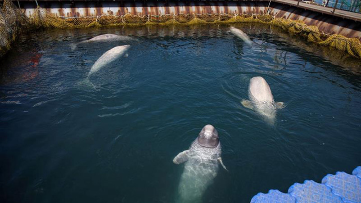Russian government to release around 100 captive whales into the wild