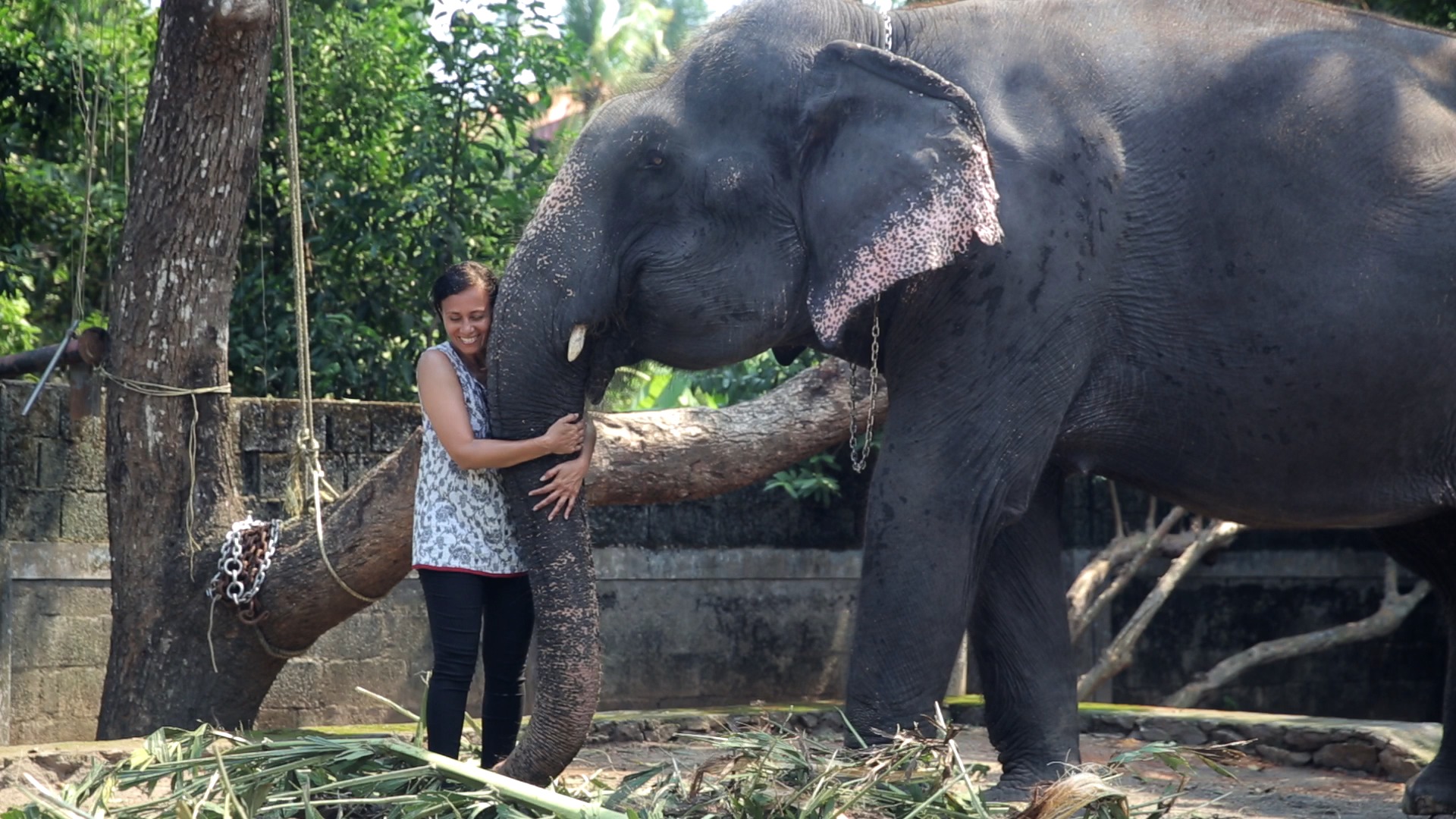 A courageous woman determined to protect India’s majestic elephants from abuse