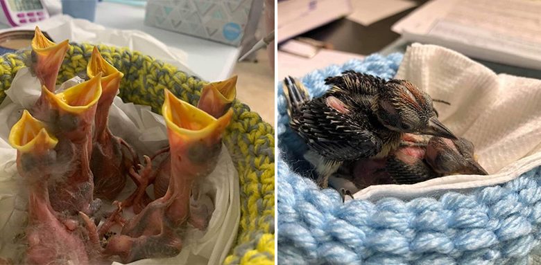 Thousands donate hand-knitted bird nests to a rescue group for baby birds in need