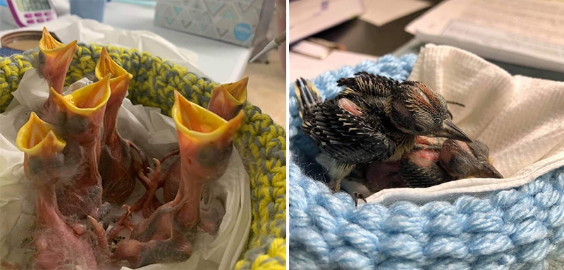 Thousands donate hand-knitted bird nests to a rescue group for baby birds in need
