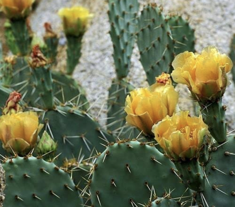 Mexican scientist develops biodegradable plastic from cactus