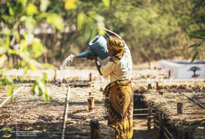 This non-profit planted 250 million trees in 15 years