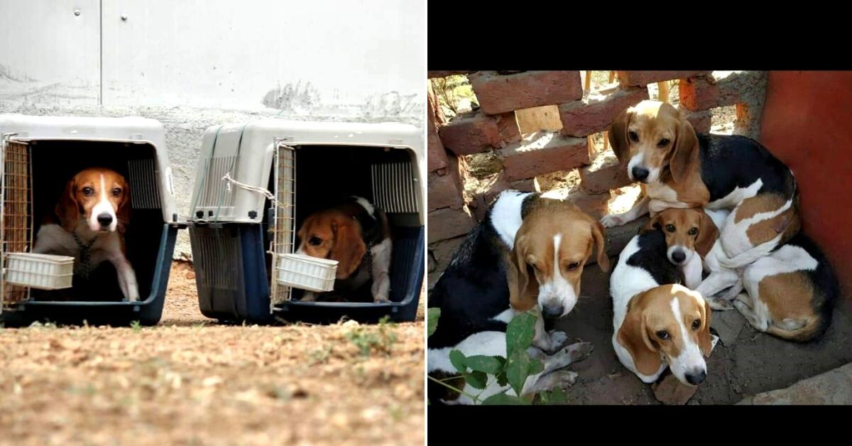 These two Indian women found loving homes for 465 lab-test Beagles