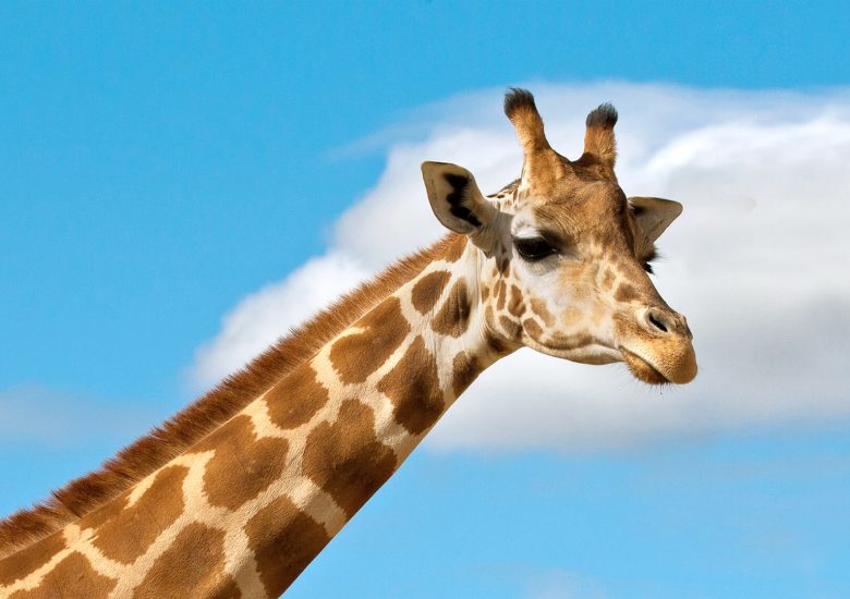 Giraffes get protections against international trade for the first time at Geneva Summit